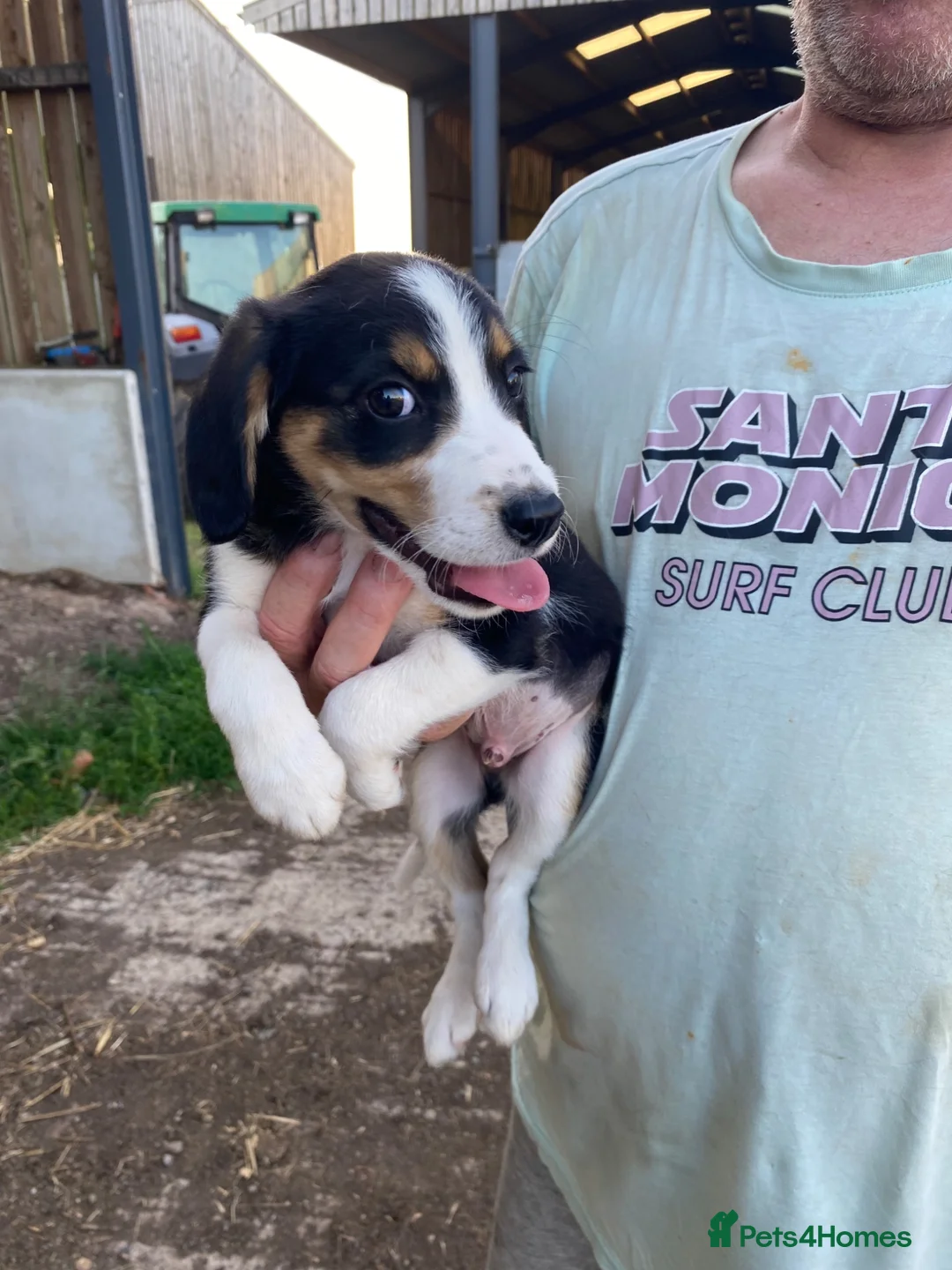 Mixed Breed dogs for sale: Cocker spaniel x collie puppies - Advert 18