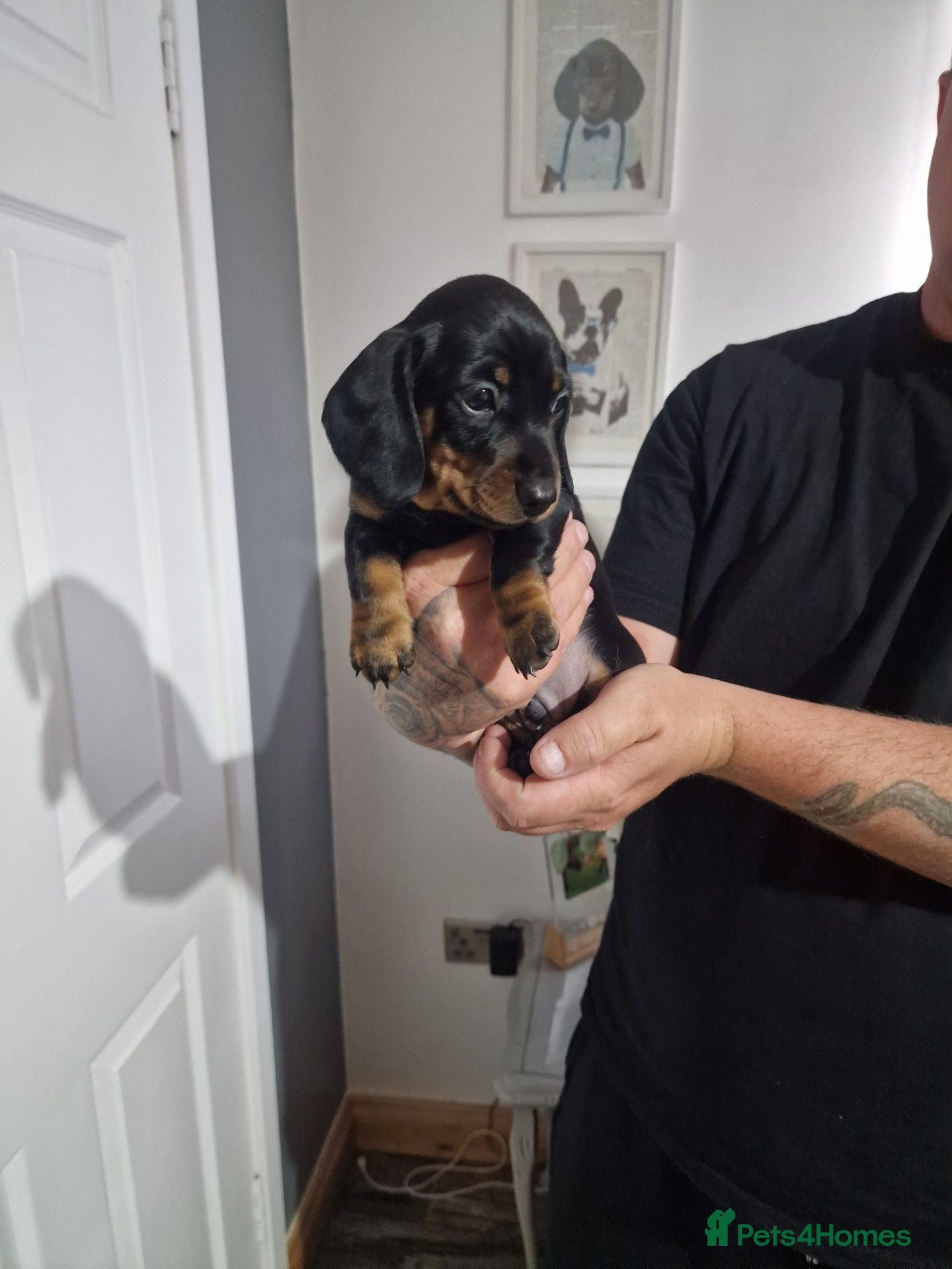 Miniature Dachshund dogs For Sale Beautiful KC reg Miniature Dachshunds - Advert 1