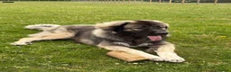 Caucasian Shepherd Dog dogs for stud: KIZER caucasian shepherd  - Advert 2
