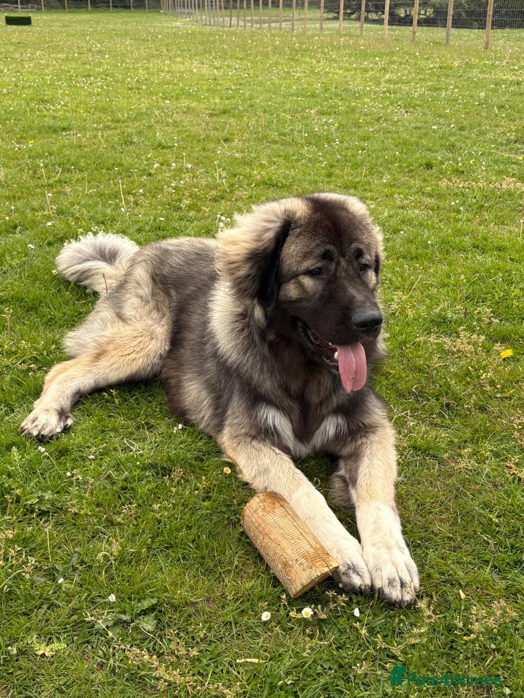 Caucasian Shepherd Dog dogs for stud: KIZER caucasian shepherd  - Advert 2