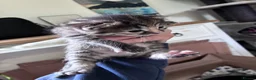 Maine Coon cats for sale: Maine coon x girl kitten - Advert 3