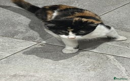 Mixed Breed cats for sale: ******s to collect  - Image 2