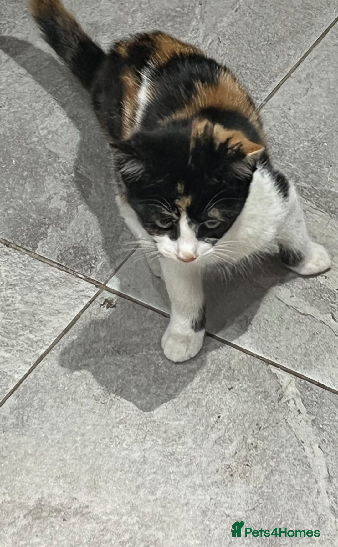 Mixed Breed cats for sale: ******s to collect  - Image 2