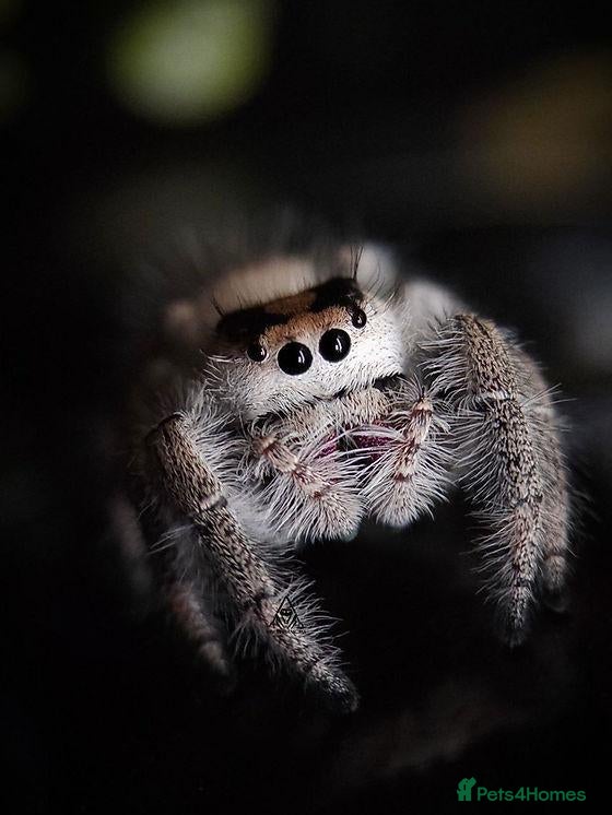 Spiders invertebrates Jumping Spiders - Advert 6