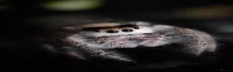 Spiders invertebrates for sale: Jumping Spiders - Advert 1
