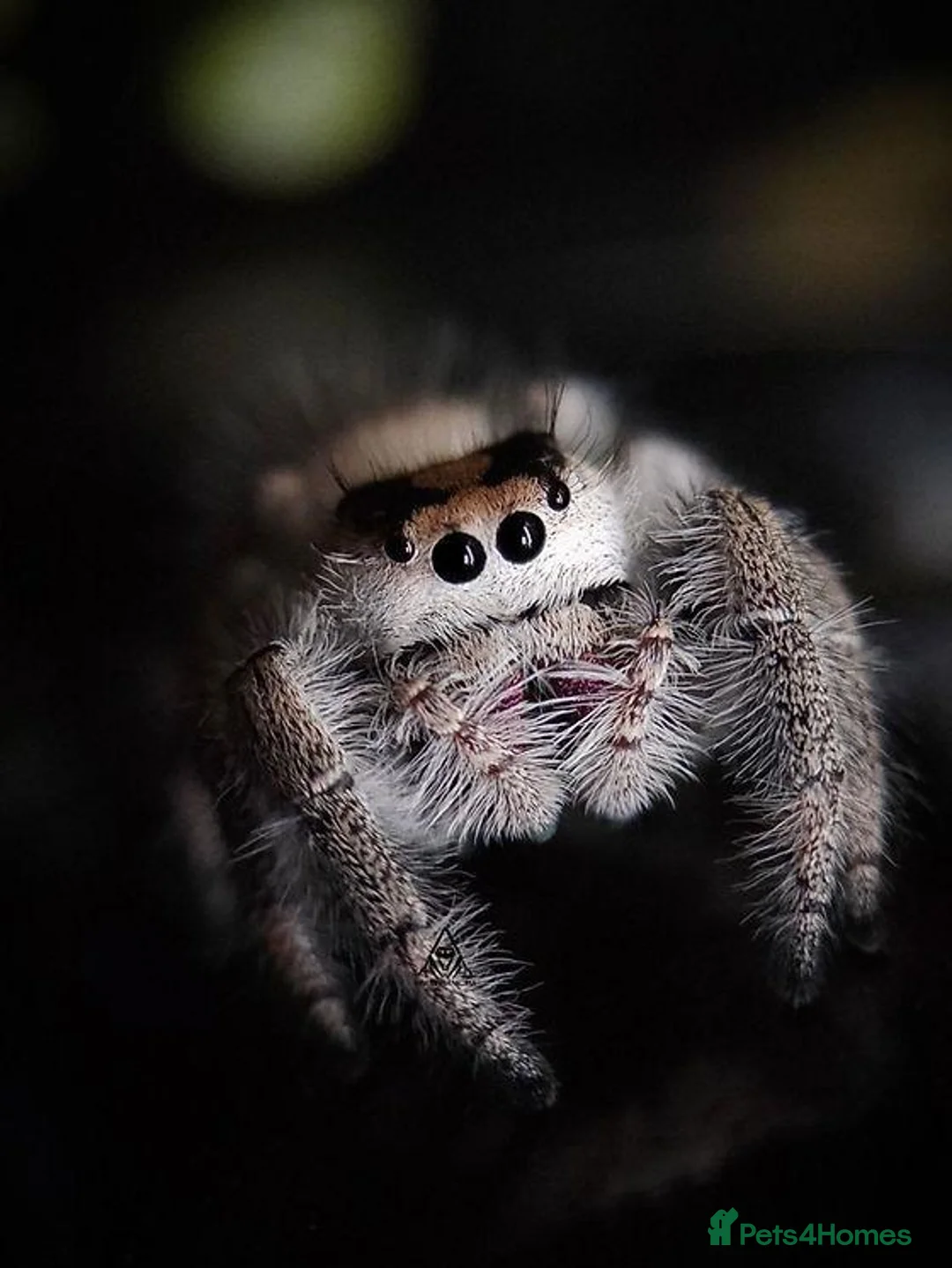 Spiders invertebrates for sale: Jumping Spiders - Advert 1