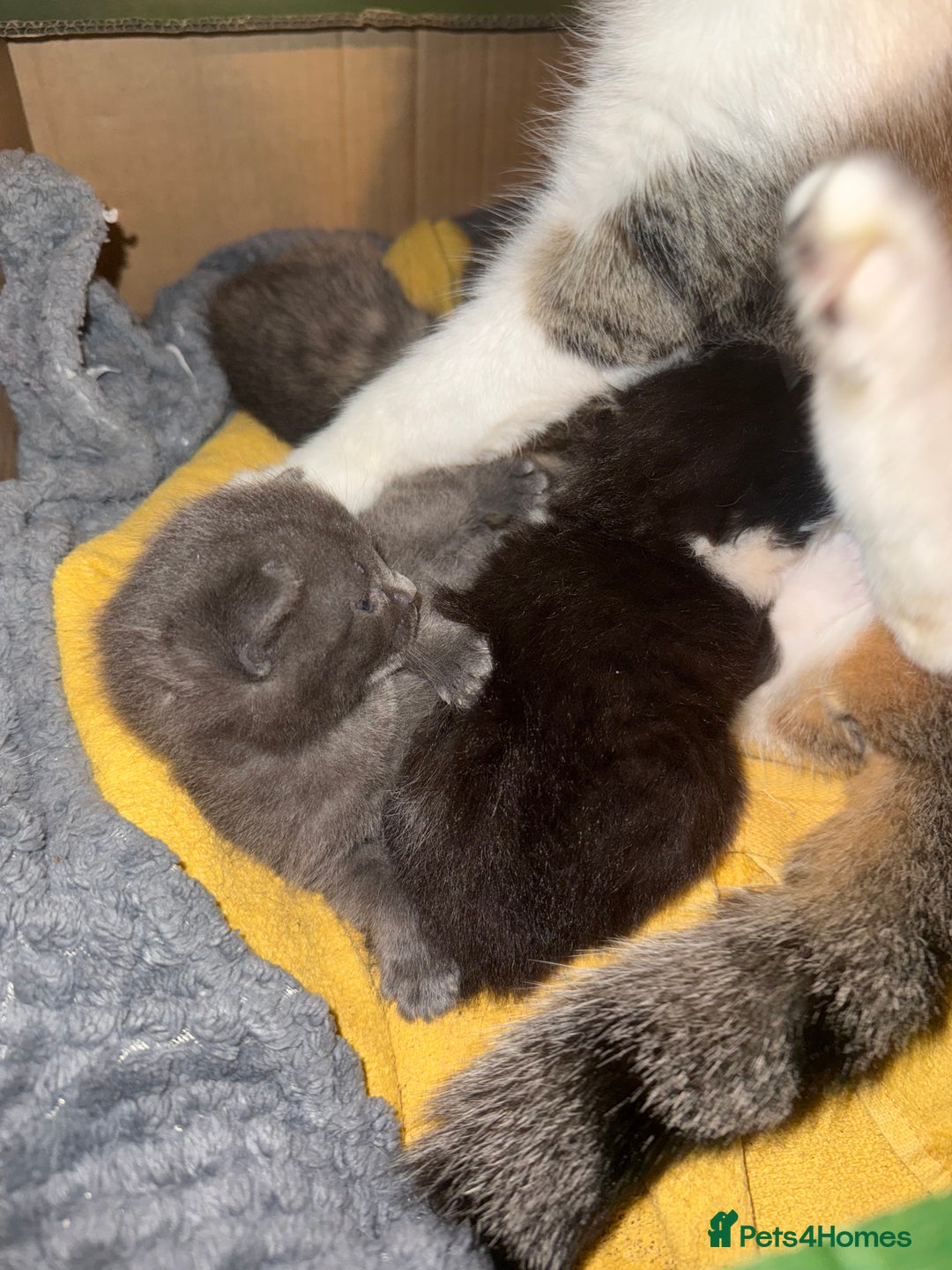 Mixed Breed cats for sale: Beautiful 1-Week-Old Kittens for Sale - Advert 2