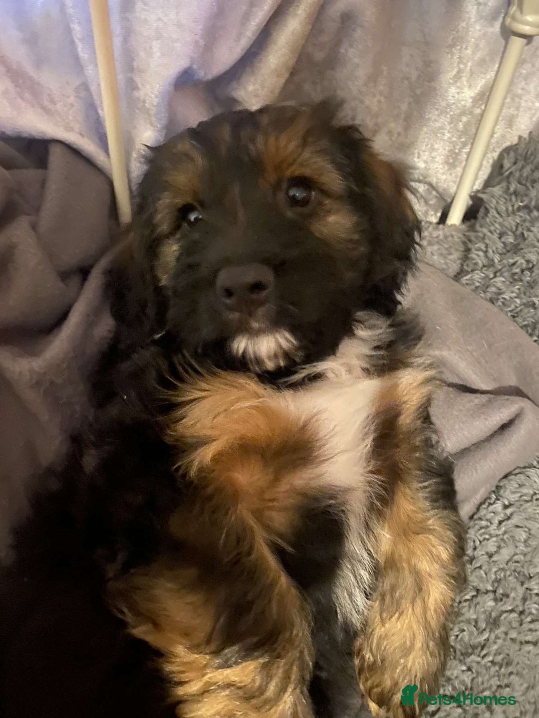 Mixed Breed dogs for sale: 2 little boys ready for forever homes - Image 2