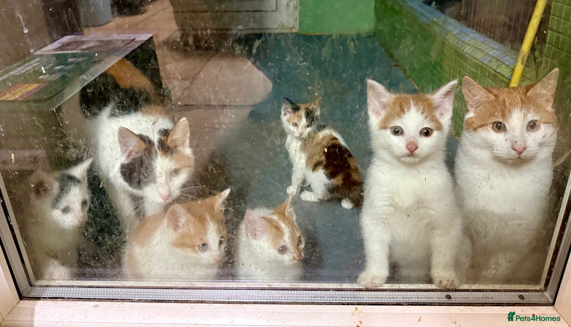 Mixed Breed cats Farm Kittens - Advert 1