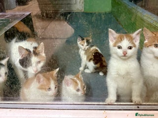 Mixed Breed cats Farm Kittens - Advert 1