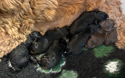 Cockapoo dogs for sale: Adorable F2 cockapoo’s  - Image 2