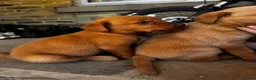 Labrador Retriever dogs for sale: Fox Red Labrador Puppies  - Advert 15