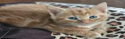 Mixed Breed cats for sale: 🐾 Gorgeous Kittens Available for Reservation 🐾 - Advert 10