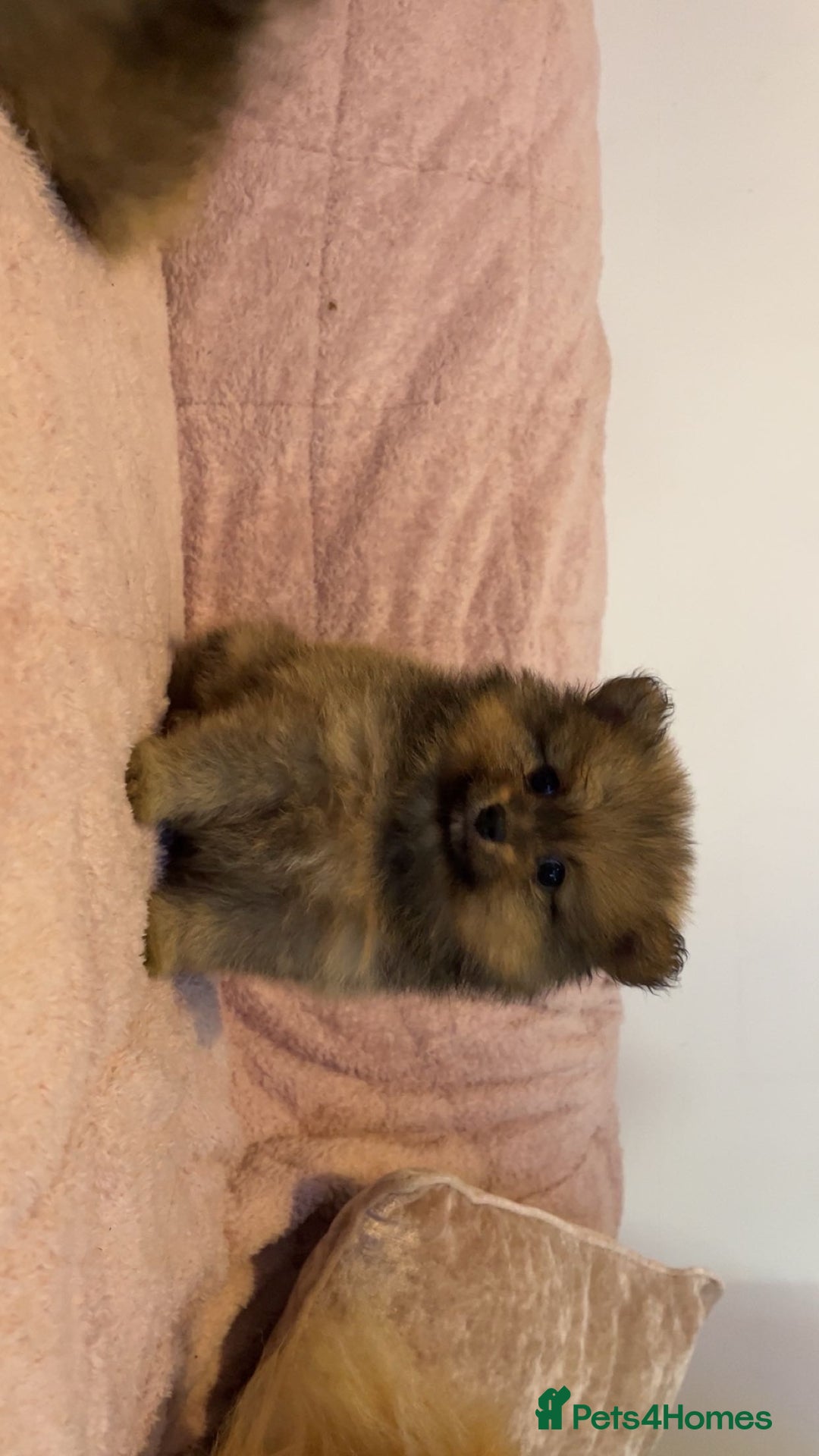 Pomeranian dogs for sale: 2 beautiful Pomeranian Puppy’s  - Image 8