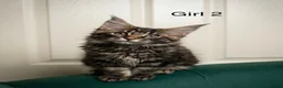 Maine Coon cats for sale: MONSTRUAL GIANTS! Elite MAINE COON Kittens  - Advert 7
