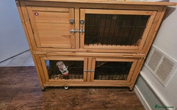 Mini Lop rabbits for sale: 6 month old female mini lop - Image 3