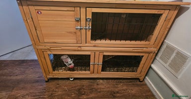 Mini Lop rabbits - Advert 16