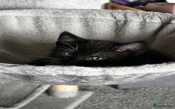 Domestic Shorthair cats for sale: 7 very adorable kittens ready now  - Image 19