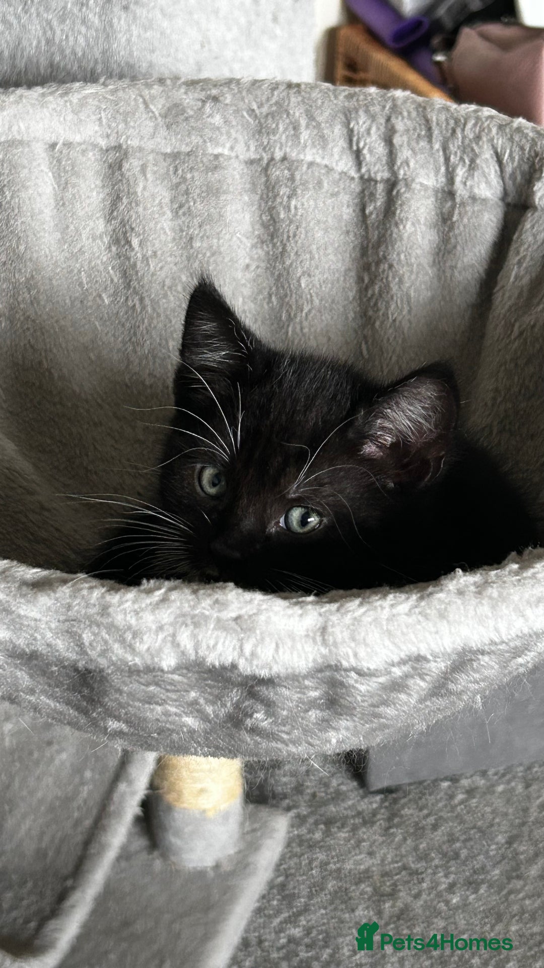 Domestic Shorthair cats for sale: 7 very adorable kittens ready now  - Image 19