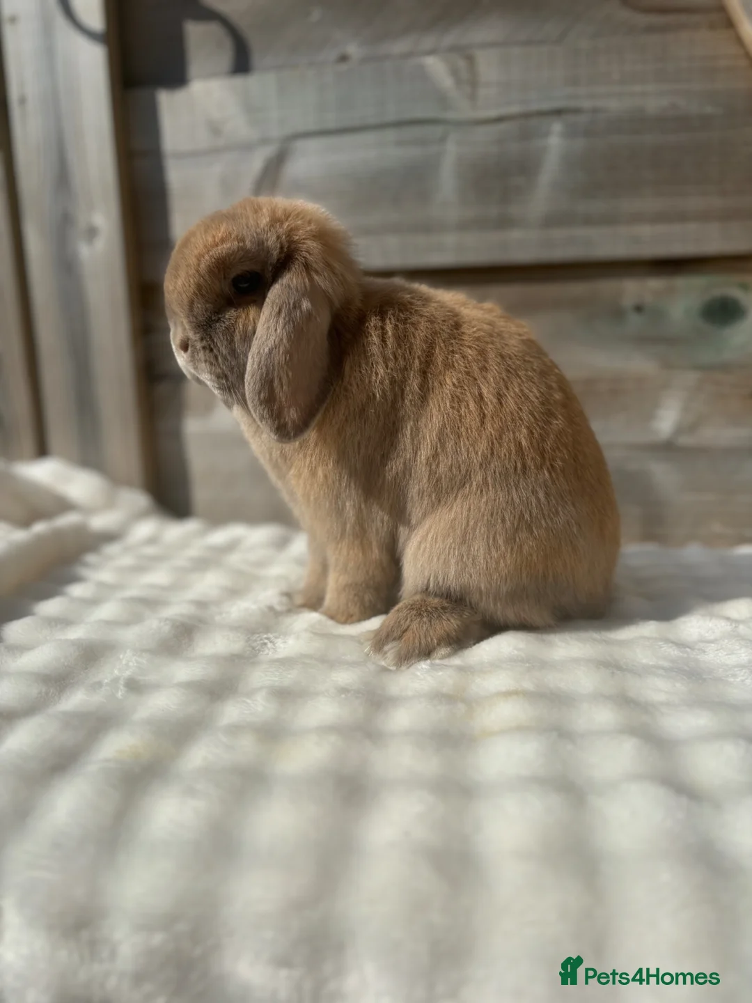 Mini Lop rabbits for sale: Breeding or pet does available  - Advert 8