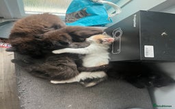 British Longhair cats for sale: 3 chocolate brown boys ready to leave  - Image 11