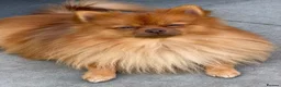 Pomeranian dogs for sale: 🐾 Pomeranian For Sale 🐾 - Advert 3