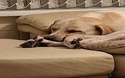 Labrador Retriever dogs for adoption: STORM !  - Image 6