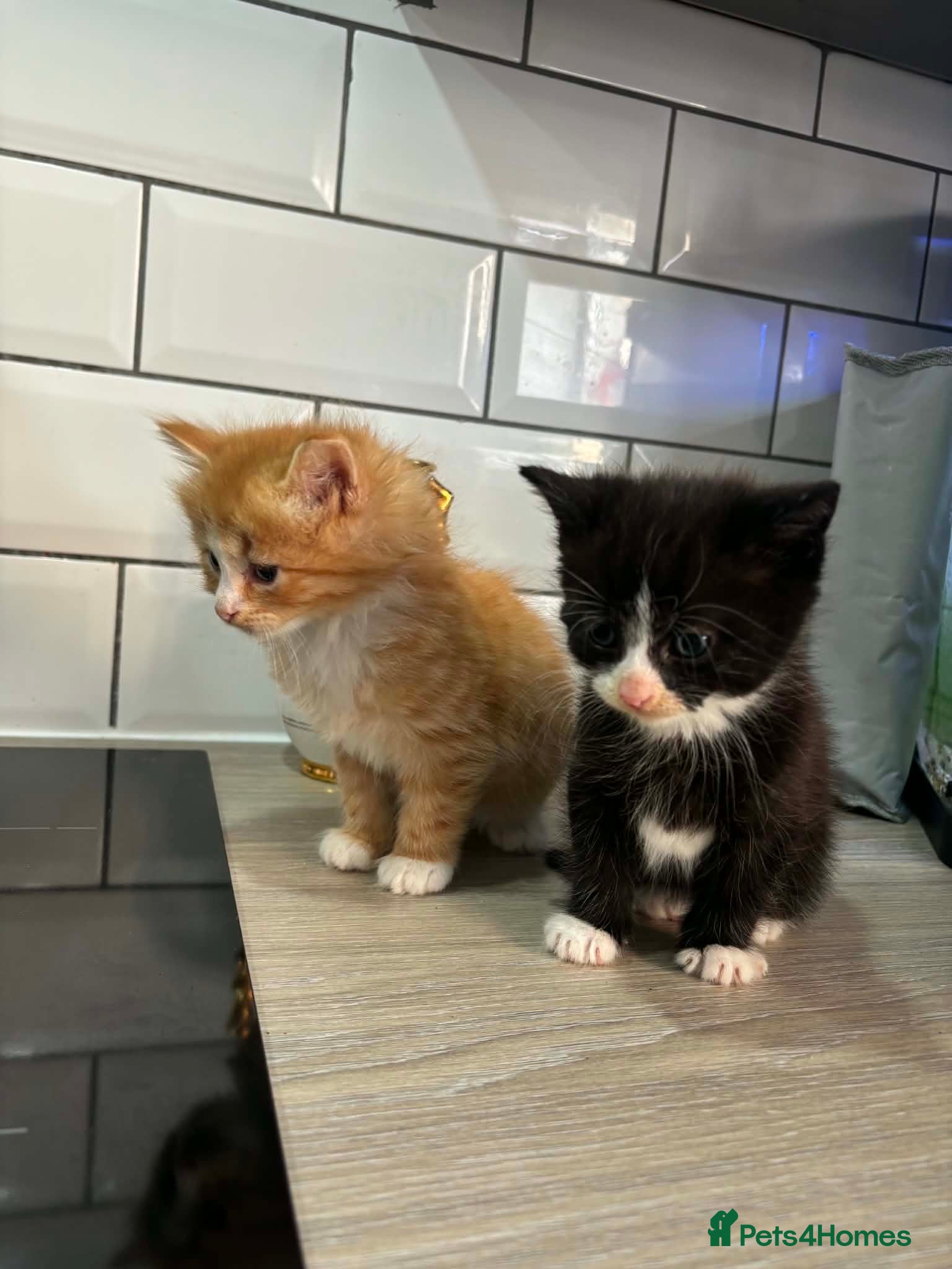 Mixed Breed cats Beautiful Domestic Shorthair Kittens - Advert 21