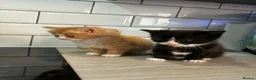 Mixed Breed cats for sale: Beautiful Domestic Shorthair Kittens in Catterick Garrison - Advert 5