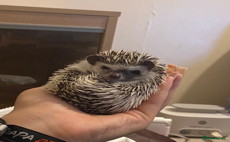 Pygmy Hedgehog rodents - Advert 1