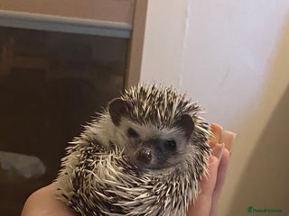 Pygmy Hedgehog rodents - Advert 5
