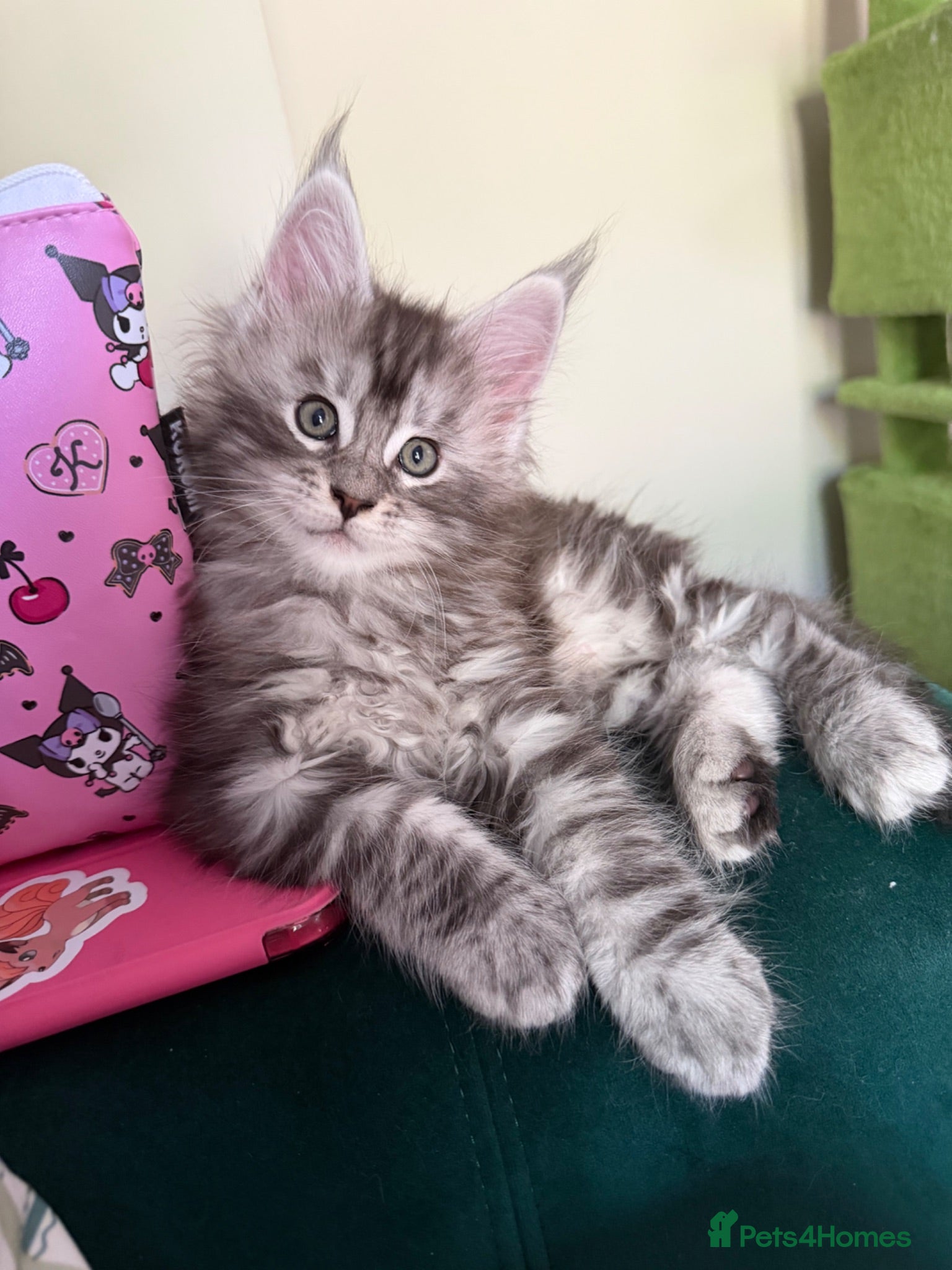Maine Coon cats Champion blood line Mainecoon kittens  - Advert 2