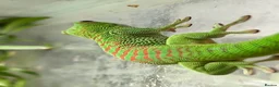 Gecko reptiles for sale: Hi Red Giant Day Geckos - Advert 4