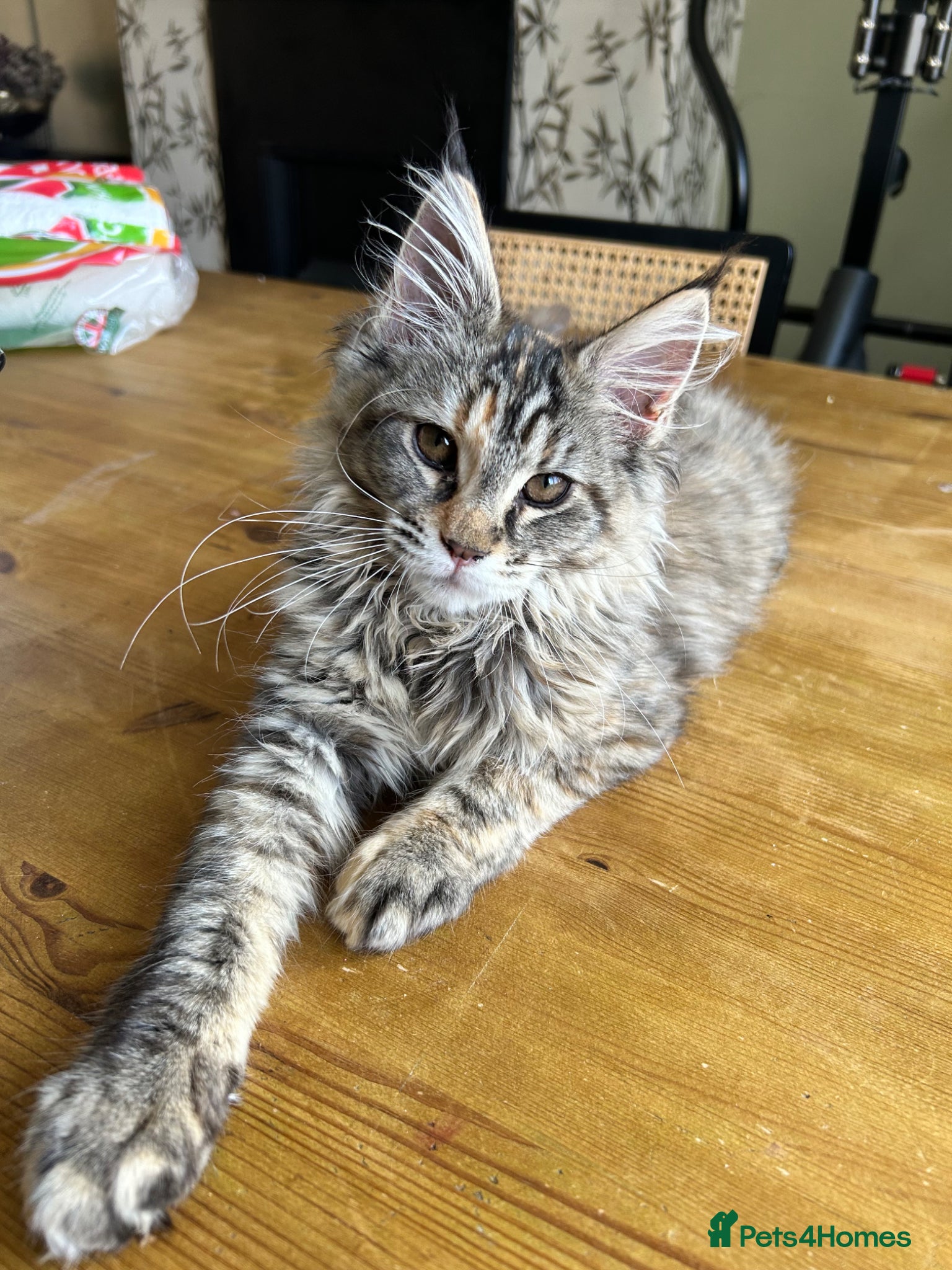 Maine Coon cats Beautiful Mainecoon kitten  - Advert 1