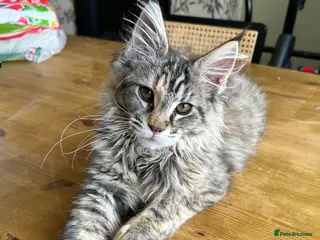 Maine Coon cats Beautiful Mainecoon kitten - Advert 10