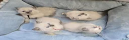 Ragdoll cats for sale: 5Gen Ped Ragdoll Kittens&Ready2Reserve - Advert 37