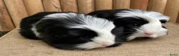 Guinea Pig rodents for sale: Baby brothers  - Advert 5