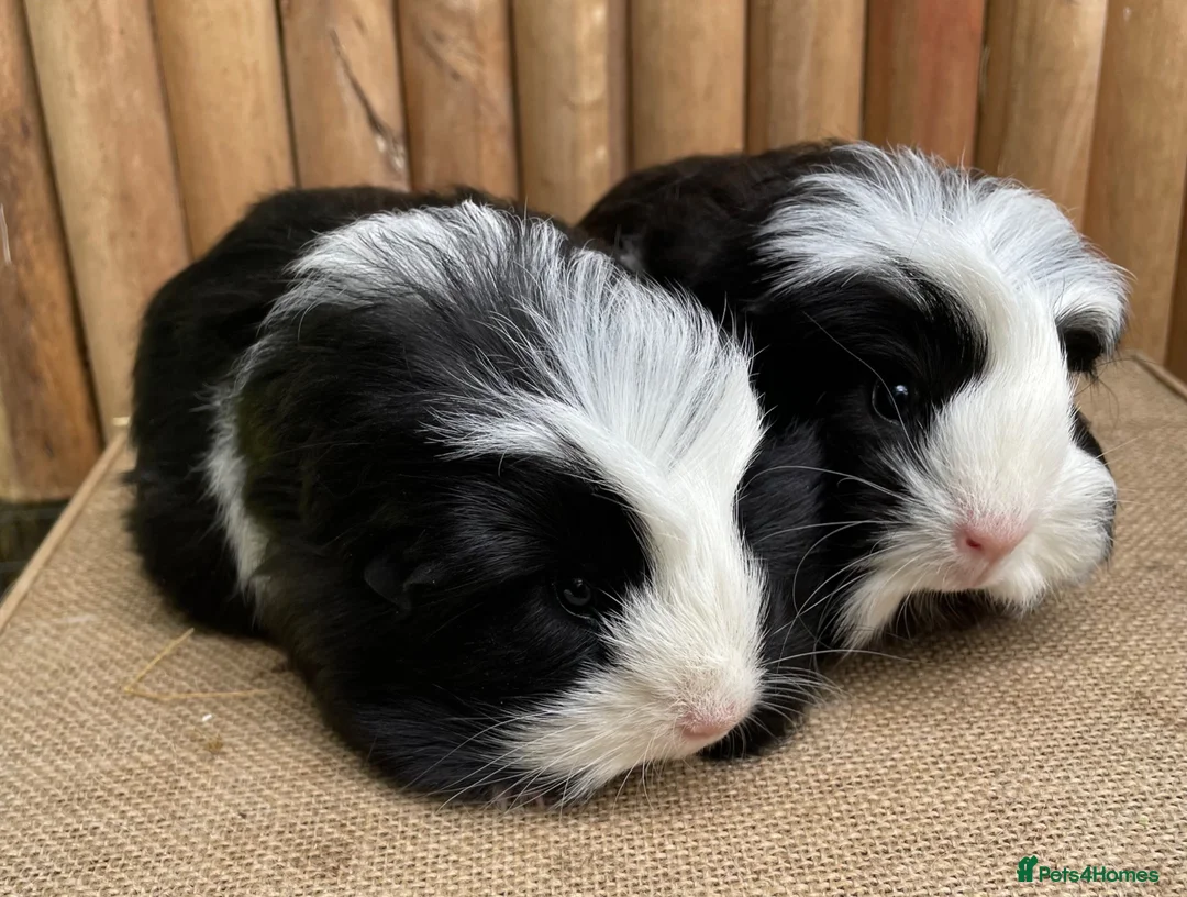 Guinea Pig rodents for sale: Baby brothers  - Advert 5