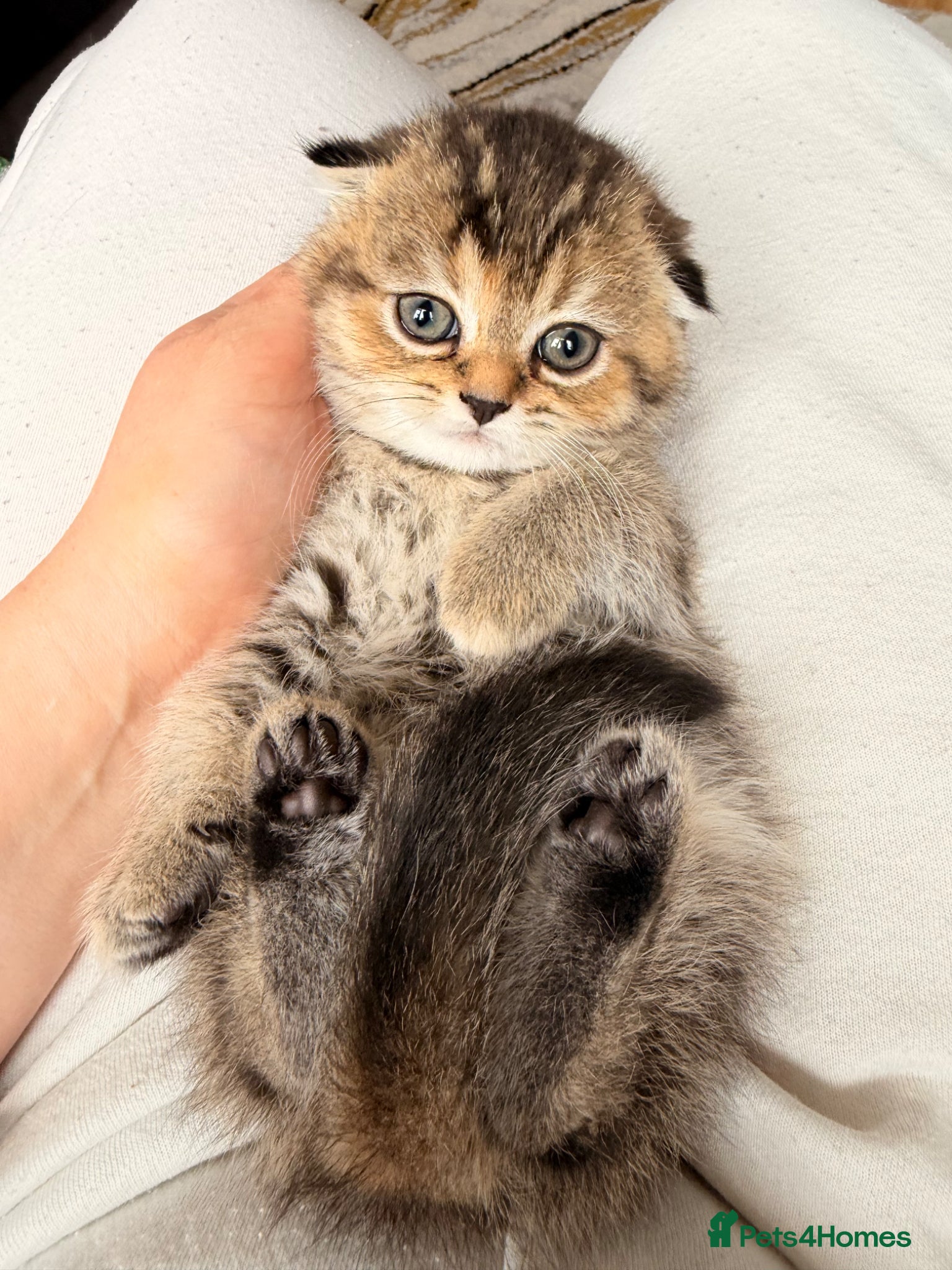 Scottish Fold cats Beautiful pedigree Scottish fold kittens - Advert 1