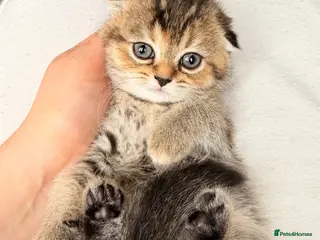 Scottish Fold cats Beautiful pedigree Scottish fold kittens - Advert 1
