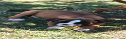 Boxer dogs for sale: Boxer pups  - Advert 7