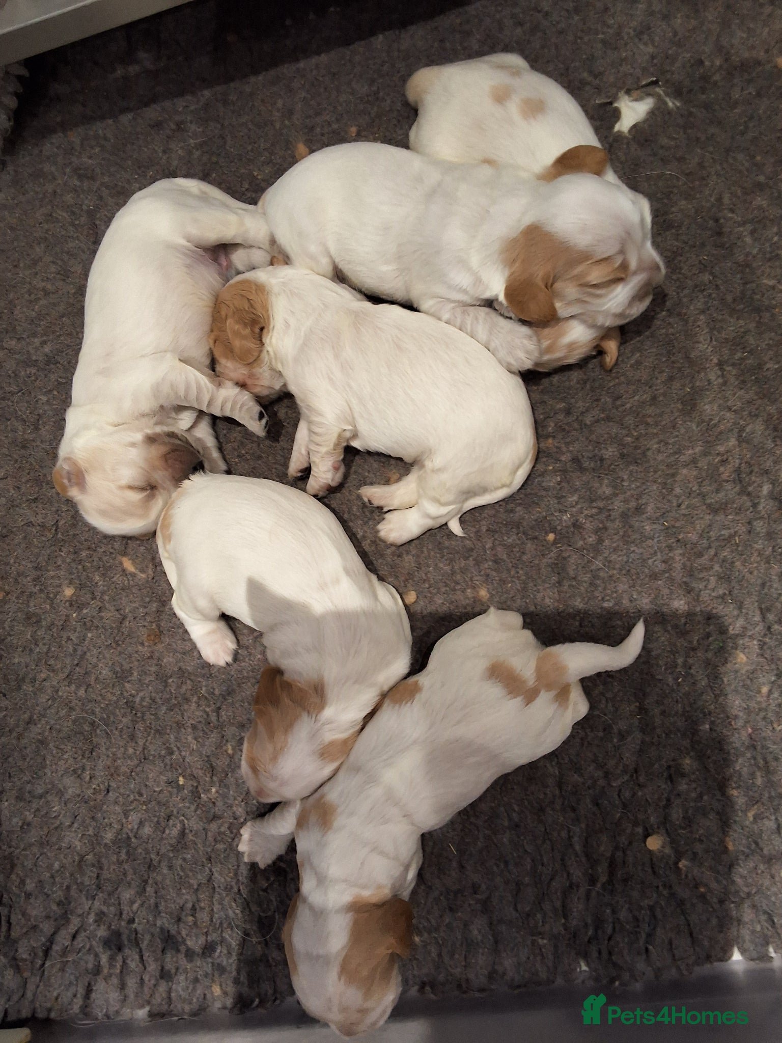 Cocker Spaniel dogs KC registered Show Cocker - Advert 2