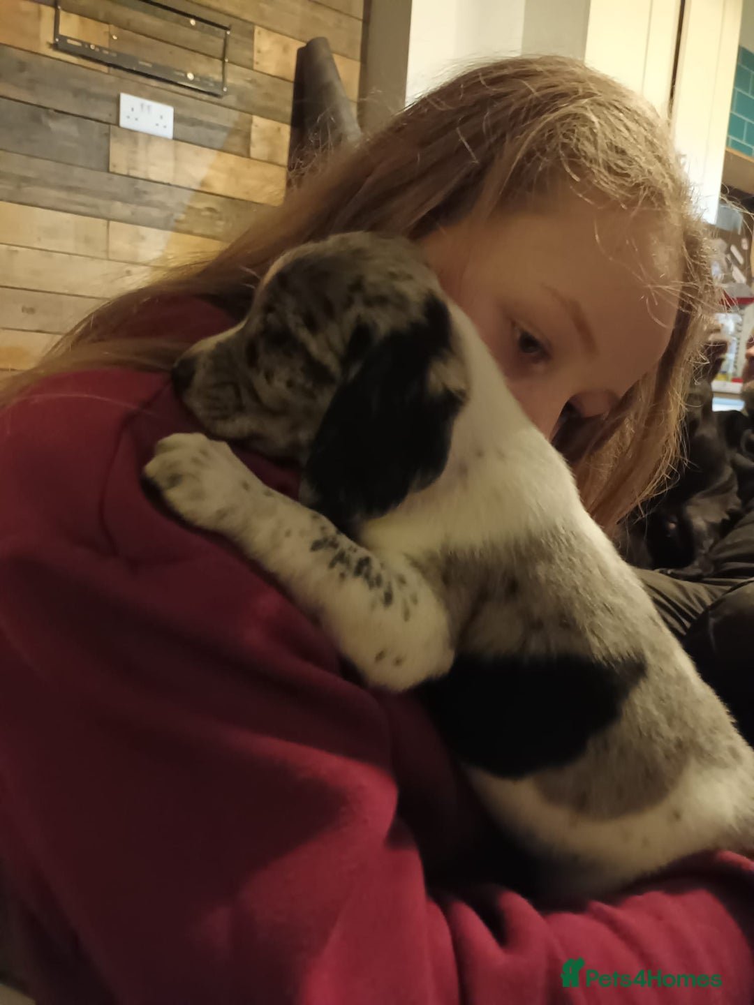 Bocker dogs for sale: Beagle x cocker - Advert 2