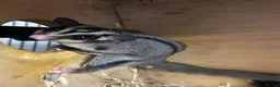 Sugar Glider rodents for sale: Young gliders ready for new home  - Advert 8