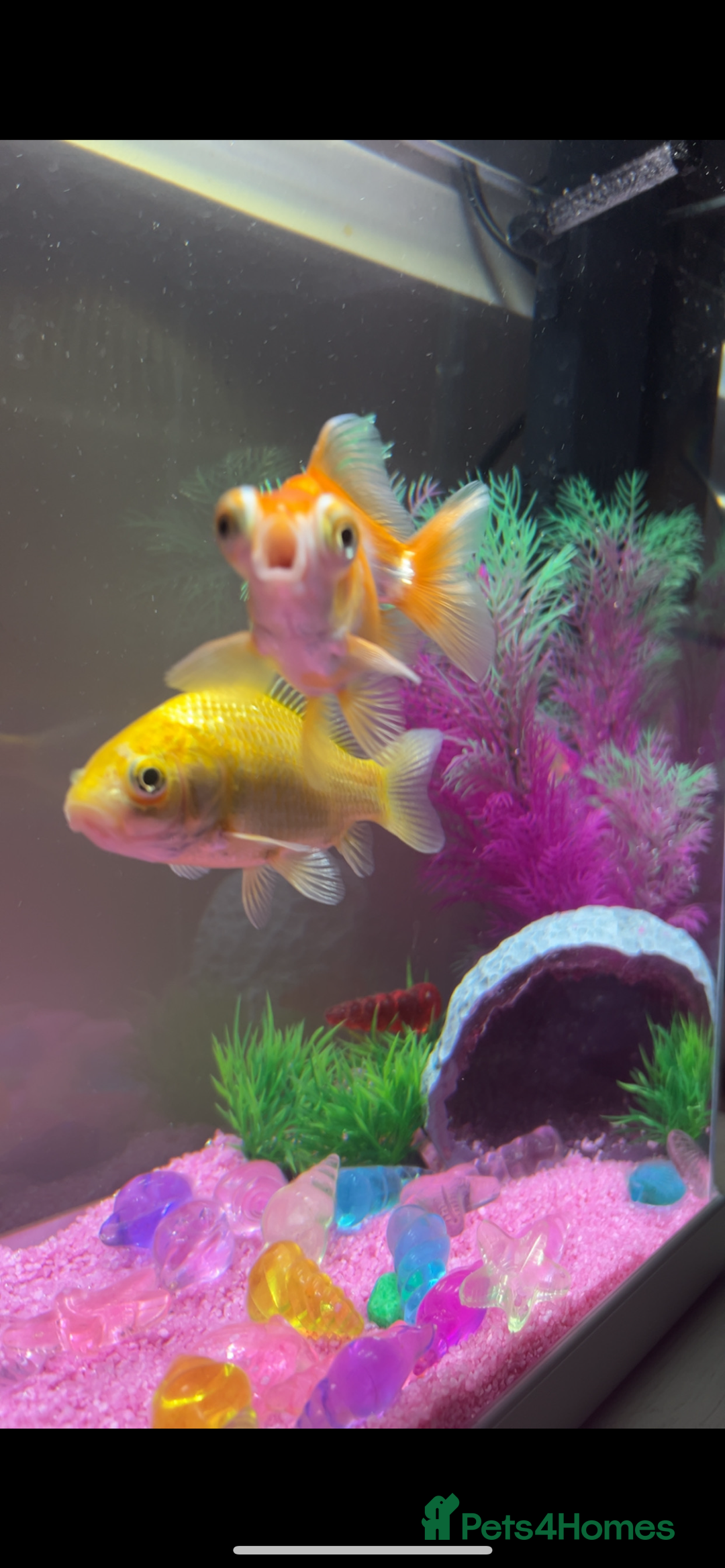 Goldfish fish for sale: Gold fish and telescope gold fish  - Image 2