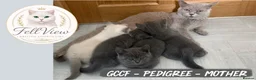 British Shorthair cats for sale: BEAUTIFUL GCCF BSH KITTENS - READY NOW 🤍 - Advert 1