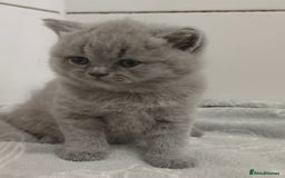 British Shorthair cats for sale: British Shorthair  - Image 27