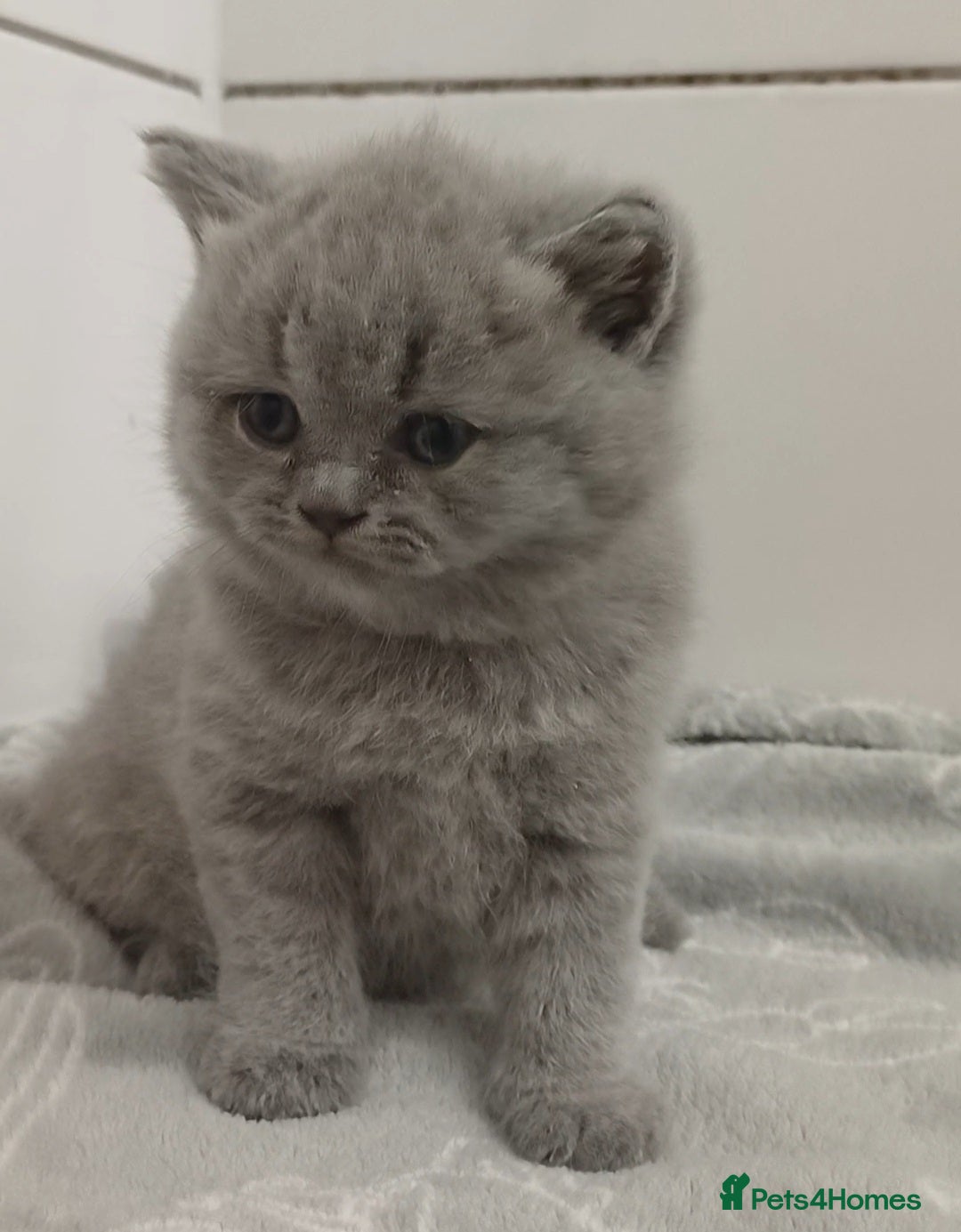 British Shorthair cats for sale: British Shorthair  - Image 27