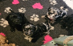 Cavapoo dogs for sale: 🐾 Gorgeous Health Tested F1 Cavapoo Puppies 🐶🐾 - Image 19