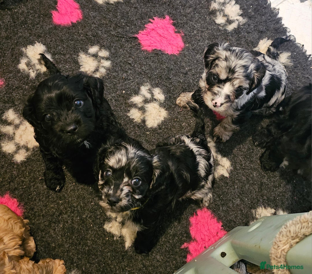 Cavapoo dogs for sale: 🐾 Gorgeous Health Tested F1 Cavapoo Puppies 🐶🐾 - Image 19